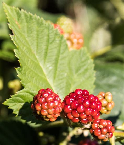 Blackberries Fruit Berry Free Photo On Pixabay Pixabay