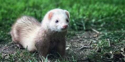 Furet Tout Savoir Sur Les Furets