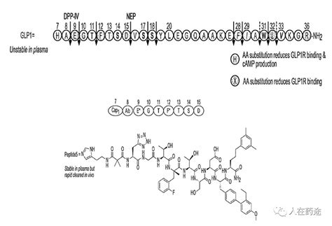 万物皆可偶联：再生元的减肥药glp 1 Adc Glp 1r及其配体glp 1是经过高度验证的肥胖和2型糖尿病靶标，目前针对这一靶点的药物开发