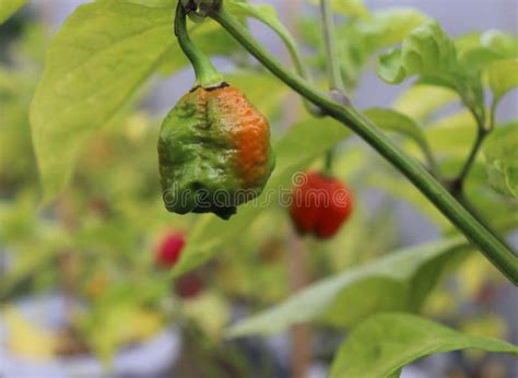 Pimenta De Pimenta Quente Vermelha Trinidad Scorpion Moruga Vermelha Em