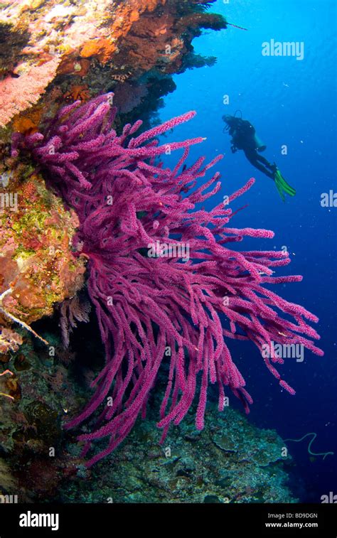 Scubadiver Exploring Philippine Coral Reef Stock Photo Alamy