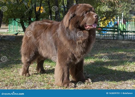 Newfoundland dog stock image. Image of brown, attractive - 163839701