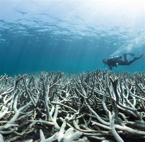 Forscher Entdecken Zweites Algenriff Hinter Great Barrier Reef WELT