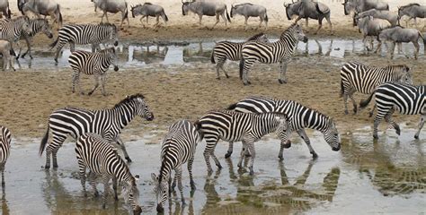 Days Serengeti And Ngorongoro Safari From Zanzibar Zanzibar Island