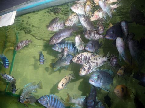 Lake Malawi Cichlids Gallery