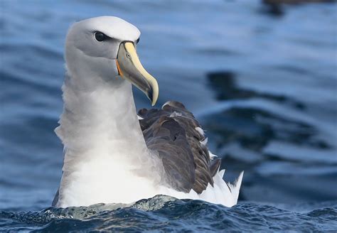 Los Albatros Y Su Supervivencia Museo Nacional De Historia Natural