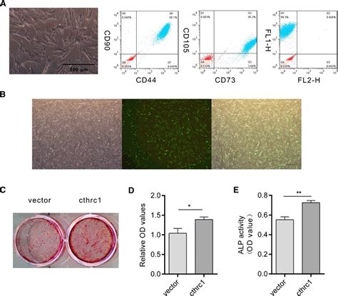 Cthrc Promotes Osteogenic Differentiation Of Pdlscs A After