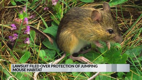 Lawsuit filed over protection of jumping mouse habitat | KRQE News 13