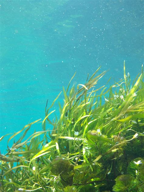 Fotos Gratis Playa Submarino Biolog A Algas Marinas Arrecife De