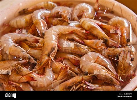 Pink Prawn Underwater High Resolution Stock Photography And Images Alamy