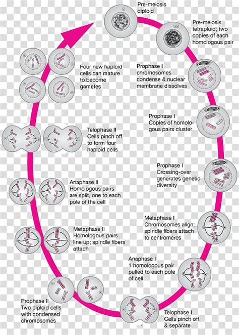 Homologous chromosomes mitosis vs meiosis - sakihm