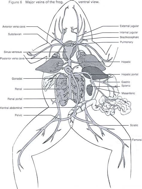 Frog dissection diagram worksheet - ladegops