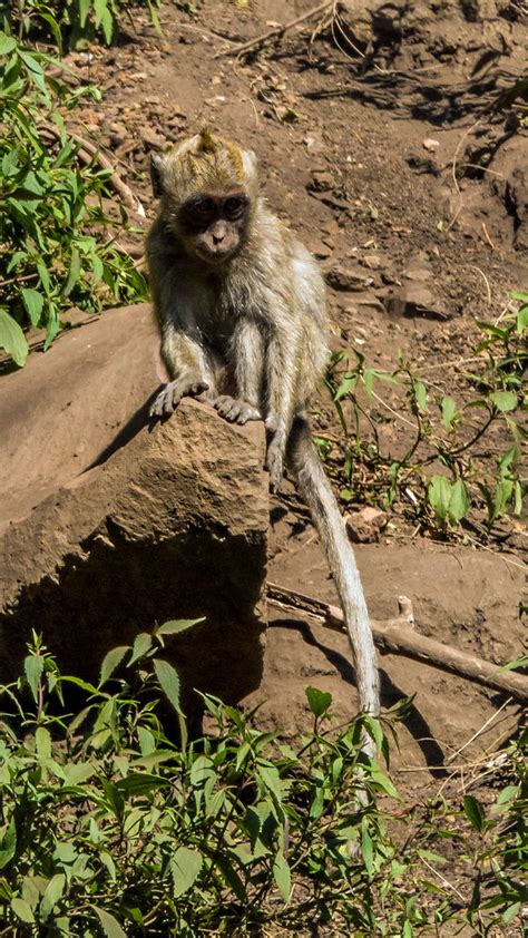 Long Tailed Macaque Coban Rondo Waterfall Batu Java I Flickr