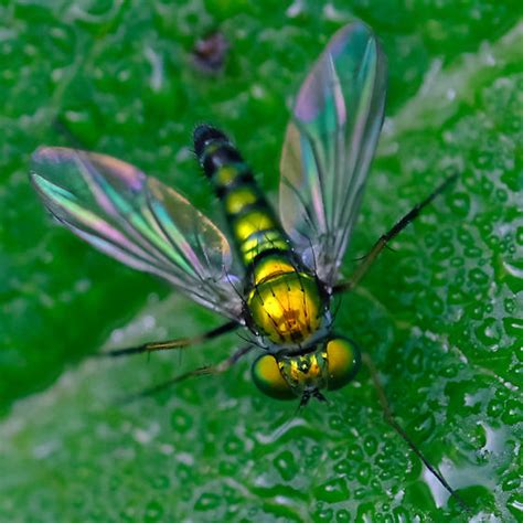 Long Legged Fly Condylostylus Bugguide Net