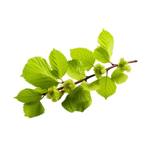 Ai Generated Common Hazel Bush Clip Art Png