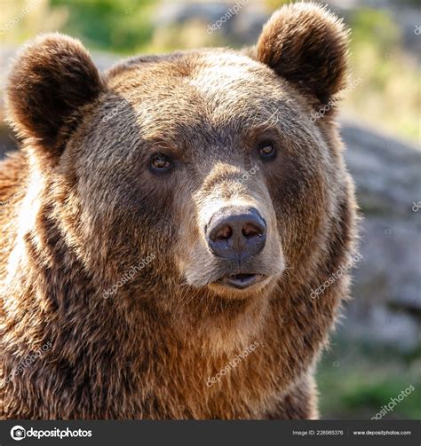 Brown Bear Portrait Close Stock Photo by ©MennoSchaefer 226985376