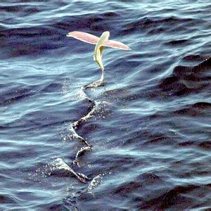 Flying Fish: A True Barbados Delicacy - Nearshore Americas