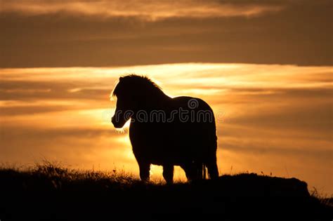 Wild Welsh Pony S Stock Photo Image Of Ponies Anglesey 36097914