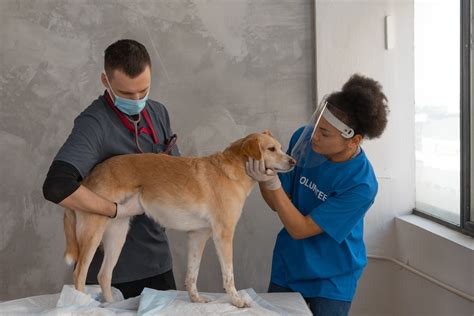 Top 5 Veterinary Schools in Europe - Studying Medicine in Europe