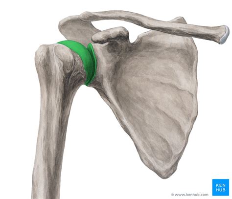 Types of joints: Anatomy and arthrology | Kenhub