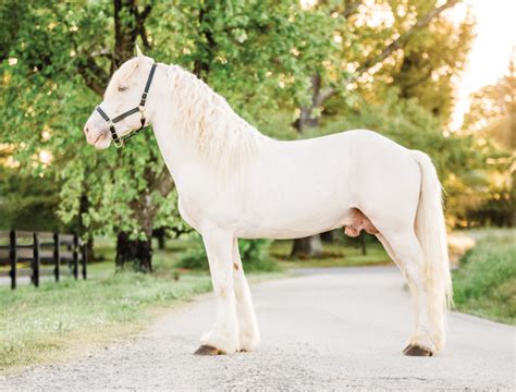 Rare Draft Horse Breeds