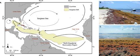 Sargazo En El Caribe Un Problema Fuera De Nuestro Control Revista