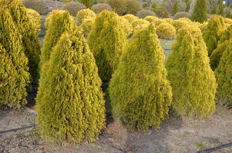 Купить тую Западную Голден Смарагд в Кишиневе. Thuja Golden Smaragd ...