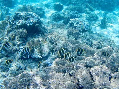 Lord Howe Island: Snorkeling in the Lagoon – Travel2Unlimited