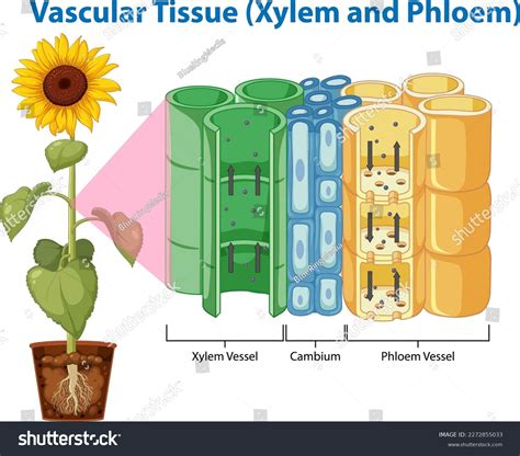 4,511 Vascular Tissue Images, Stock Photos, 3D objects, & Vectors ...