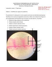 Anatomy And Physiology Lab Practices Course Hero