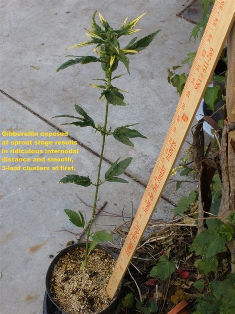 Giberelină - Wikipedia