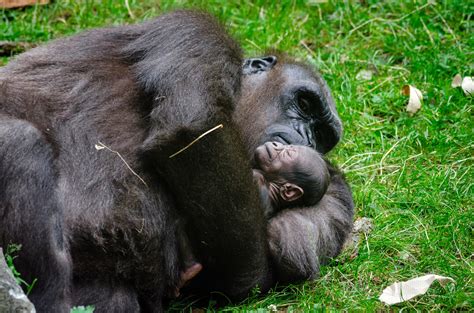 Gorilla and baby sleeping image - Free stock photo - Public Domain ...