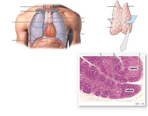 The thymus Diagram | Quizlet