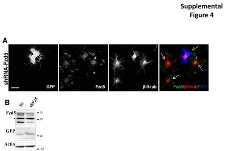 Frizzled Receptor Is Involved In Neuronal Polarity And Morphogenesis