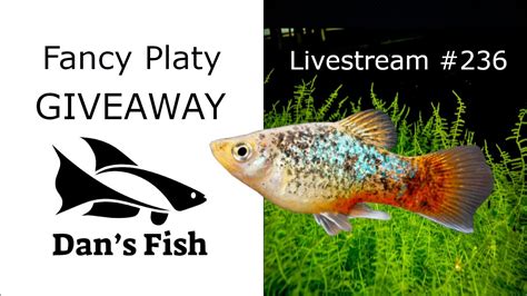 Blue Coral Calico Platy Pair Giveaway Ep Youtube