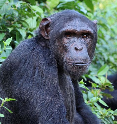 List of Saved Chimpanzees in Africa by Sanaga Yong Chimpanzee Rescue