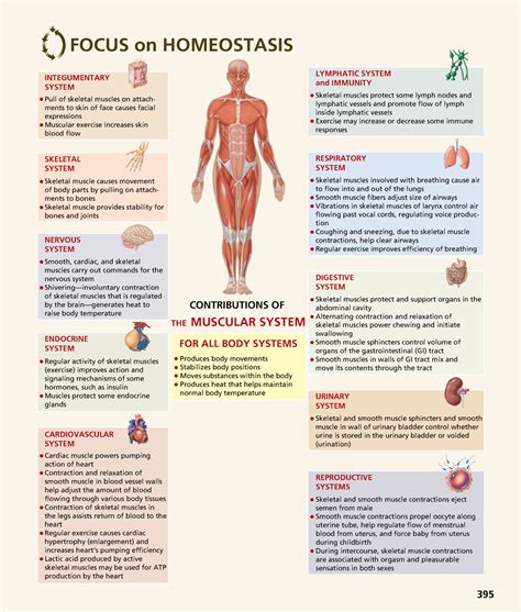 Anatomyand Physiology 143 Focus On Homeostasis Integumentary System