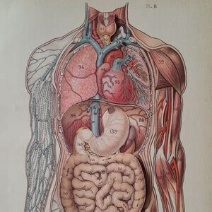 Anatomy Of The Human Body Anatomical Plate Cut To System Encyclopedia