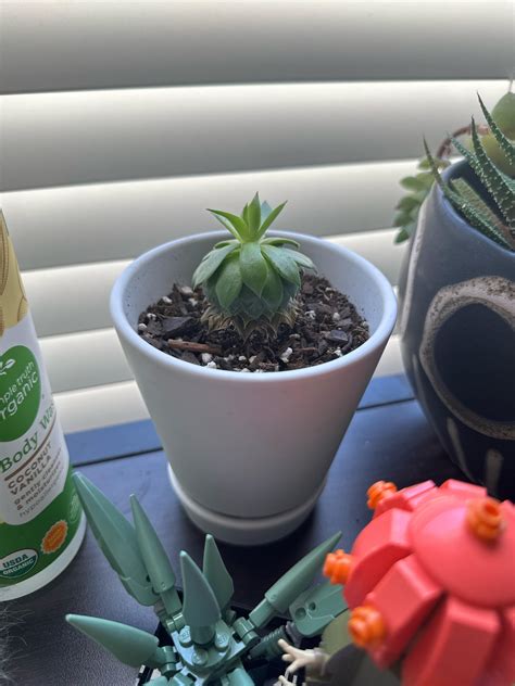 Leaves pointing towards indirect sunlight - good or bad? : r/succulents