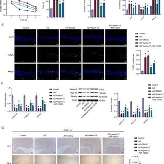 Pgc Ppar Pathway Involves In Primary Hippocampal Neuronal Repair