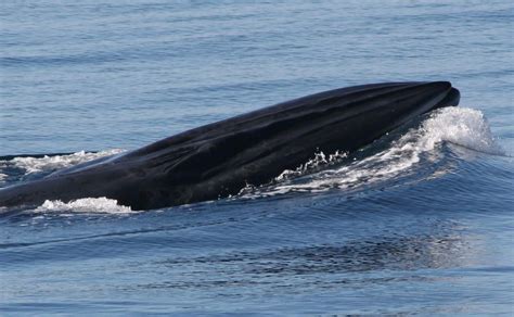 Brydes Whales Marine Mammal Ecology Group