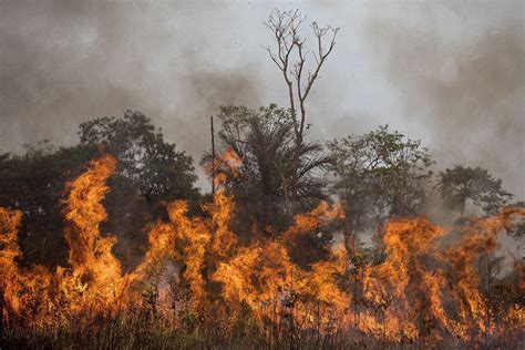 Queimadas Quase Dobram No Brasil Em Novembro Na Compara O