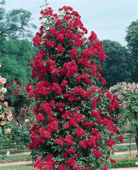 Rosa Paul S Scarlet Rosal Trepador Que Aguanta Bajas Temperaturas C