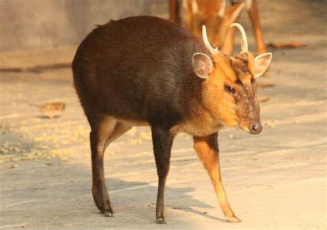 Muntjac Deer Species | Facts & Information About Muntjac Deer