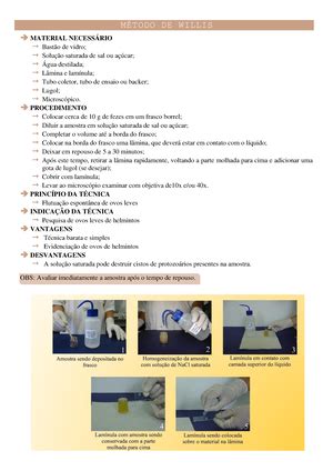 Ascaris lumbricoides ascaridíase morfologia patogenia ciclo