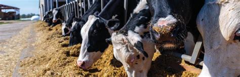 Neogen Unveils DNA Test For Enhanced Beef On Dairy Cattle Management