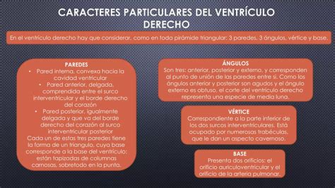 Anatomia Del Coraz N Principales Estructuras Ppt