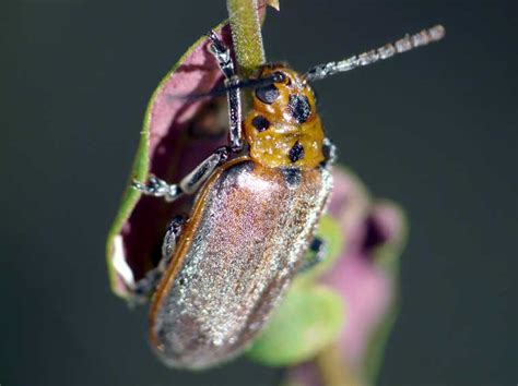 Fig Tree Leaf Beetle ~ Insects World