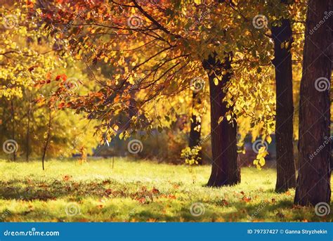 Beautiful Yellow Trees In The Park Stock Image Image Of October