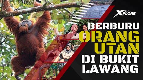 Berburu Orang Utan Di Bukit Lawang Xplore Bukit Lawang Youtube